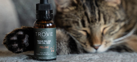What is the best CBD dosage for Cats?