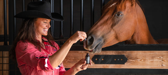 7 BENEFITS OF CBD FOR YOUR HORSE