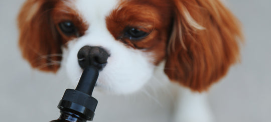 7 BENEFITS OF CBD OIL FOR YOUR DOG